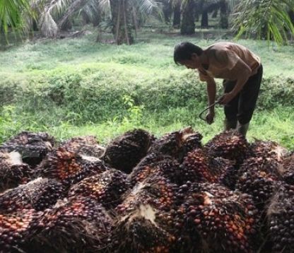 Indonesia's certified palm oil market dominance